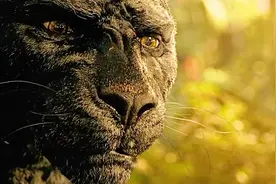 森林之子-毛克利#森林之子