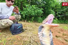 舟山眼镜蛇会喷毒吗，硬核科普！