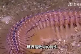 全世界最致命的10种昆虫，长害无害却暗藏剧毒，碰便痛苦而亡。
