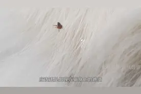 为什么跳蚤很难杀死呢，小小的身体藏着什么秘密呢，纪录片视频封面