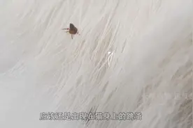 为什么跳蚤很难杀死呢，小小的身体藏着什么秘密呢，纪录片