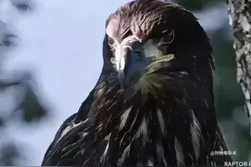 小鸟宝宝成长记：从4月到现在的点滴