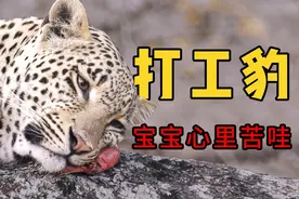 猎豹为什么被称为“打工豹”？为什么却不攻击人类？