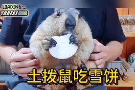 土拨鼠吃雪饼，太黏牙啦!