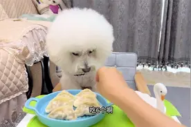听到主人说要吃自己的大饺子，狗狗急的都说人话了，太搞笑了