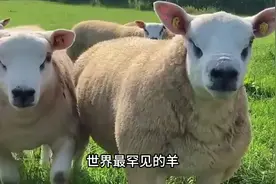 全世界最罕见10种羊类，堪称羊界“舞王”，已吸引成千上万游客