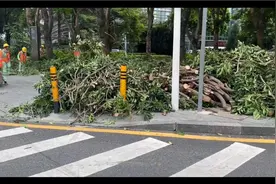 这就是深圳速度，不分白天黑夜的砍树枝#台风桦加沙#未雨绸缪