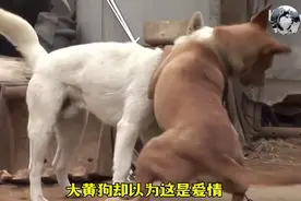 狗狗专“跟踪”养狗的人，四处蹭饭逢场作戏，社交比我还强