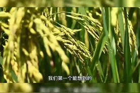 杂交水稻到底有多厉害？3分钟带你回顾袁隆平的一生！ #袁隆平