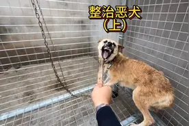 又来整治恶犬了，有够倔强的