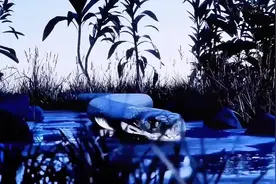 蛇类的天敌都有啥？最后一种堪称毒蛇噩梦，你猜到是谁了吗……