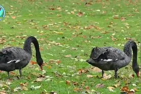 加拿大鹅泛滥成灾，满地拉屎见人就打！450万只真吃不完？视频封面