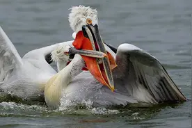 鸟会吃鸟吗？答案是肯定的，来看一下14