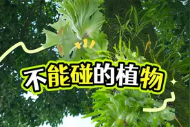 国家重点保护植物，云南中缅边境现珍贵物种，不可私自采摘！