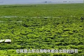 海滩变草原？连续入侵山东18年的浒苔，为何还未治理好？
