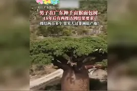 广东千亩猴面包树18年首结果，两棵果实比非洲原产更大