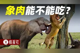 大象肉能不能吃？为什么非洲人宁可吃土，也不吃大象肉