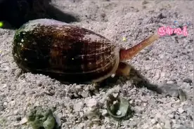 网红海边徒手拣海螺，揭秘其致命身份——鸡心螺