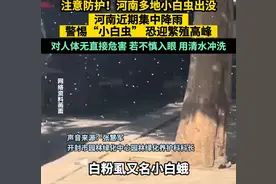 "注意！河南多地小白蛾出没，小心“小飞蛾”繁殖高峰！"