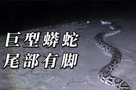 福建惊现巨型大蟒！科普大片有脚的蛇见过吗？