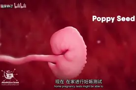 胎儿从受精到分娩全过程原来是这样的！