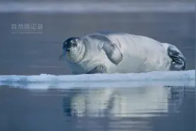 北极熊：北极霸主不太冷