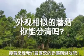 一个有毒，一个无毒，你能分清吗？毒蘑菇和可食蘑菇如此相似！视频封面