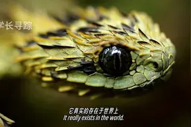 15种地球上最奇特的蛇，每一种都打破你的认知.