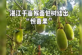 湛江猴面包树结出‘惊喜果’！