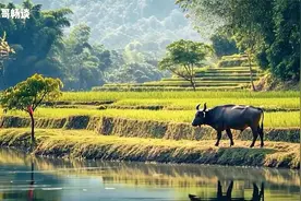 全球第一名曲，播放量超60亿，迷人旋律，百听不厌！ - 今日头条