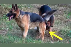 狗界相亲神反转！母狗比公狗还主动，闻尾巴直接看对眼