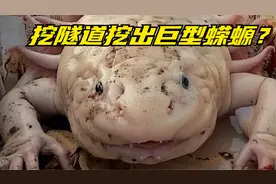 工人挖隧道挖出未知生物，疑似是巨型蝾螈？
