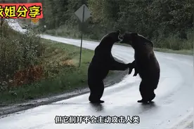 陆地上最强大的十种动物排行榜，原来老虎也只是一个弟弟！