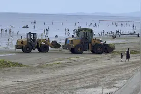 该来的还是来了。乳山海域今天浒苔大面积袭来