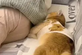 妹子和猫咪躺沙发，猫咪一脚竟然把她踹下沙发，顿时懵了，碰瓷？