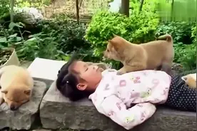 中华田园犬守着小主人午睡，难怪老人常说土狗懂人性呢！