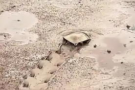 活久见，甲鱼突然起飞，监控画面惊到瞳孔地震！