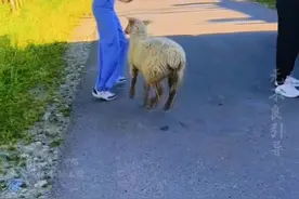 羊🐐为什么会顶人，羊：美女逗你玩的，咋跑那么快呢？请教一下