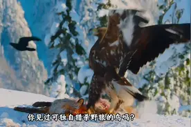 世界上战斗力最强悍的八大猛禽，超乎你的想象！#科普一下 #涨知