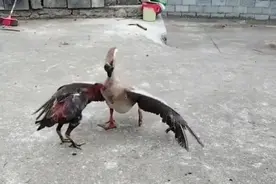 斗鸡对阵大鹅，事实胜于雄辩，大的确实厉害！视频封面