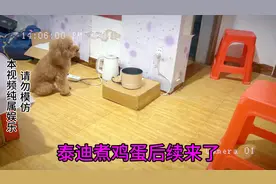 泰迪自己煮鸡蛋 后续煮完再吃，