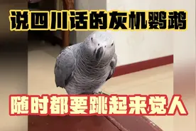 会说四川话的鹦鹉， 现在已经被它掌握到跳起来觉人的诀窍了。