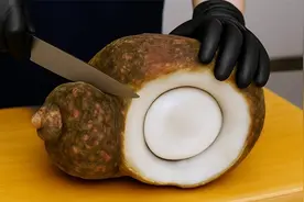 日本厨师料理巨型海螺肉，一顿吃两个，一个爆炒一个刺身！