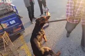 恶犬川红主人束手无策，格子哥手挥铁夹子，直接老老实实送入狗车