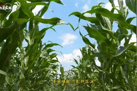 “烤”验来啦！大田玉米防高温全攻略，农友们快收藏！