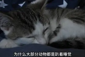 为什么牛是趴着睡，马是站着或者趴着睡，而牛马却是躺着睡？