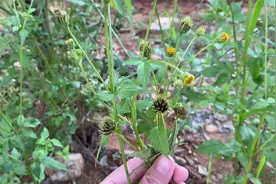 农村泛滥成灾的鬼针草，原来是大名鼎鼎的“活血草”，煮水帮助大