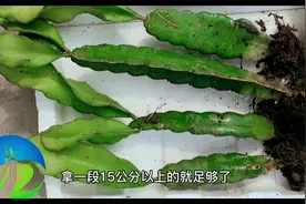 火龙果家庭种植教程！阳台也能种出美味果实