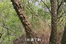 你绝对想不到，除了八哥和鹦鹉，这种鸟更会说话，智商超级高