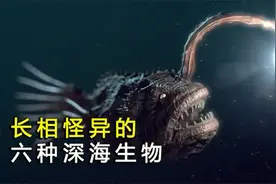 下潜到海洋深处，带你了解种怪鱼，看看它们的长相到底有多可怕